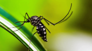 mosquito